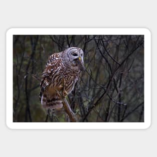 Barred Owl with vole Sticker